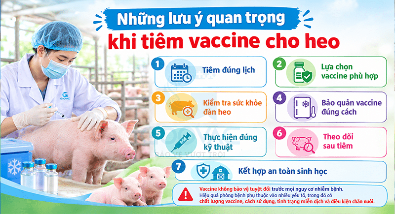 Những lưu ý quan trọng khi tiêm vaccine cho heo