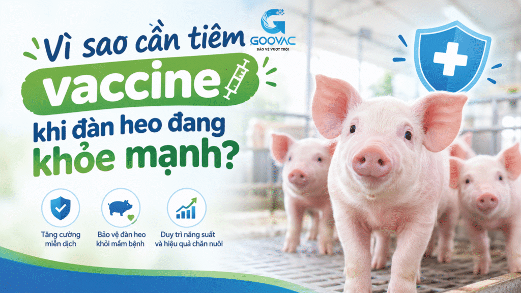 Vì sao cần tiêm vaccine khi đàn heo đang khỏe mạnh?