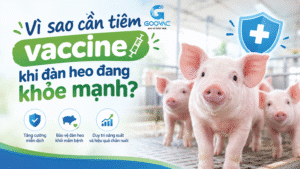 Vì sao cần tiêm vaccine khi đàn heo đang khỏe mạnh?
